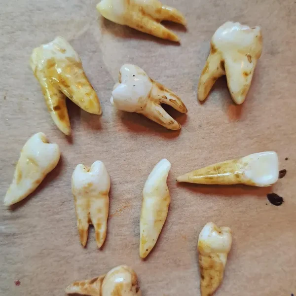 আসল শুকুর দাঁত (Original Pig Tooth) - হাই কোয়ালিটি